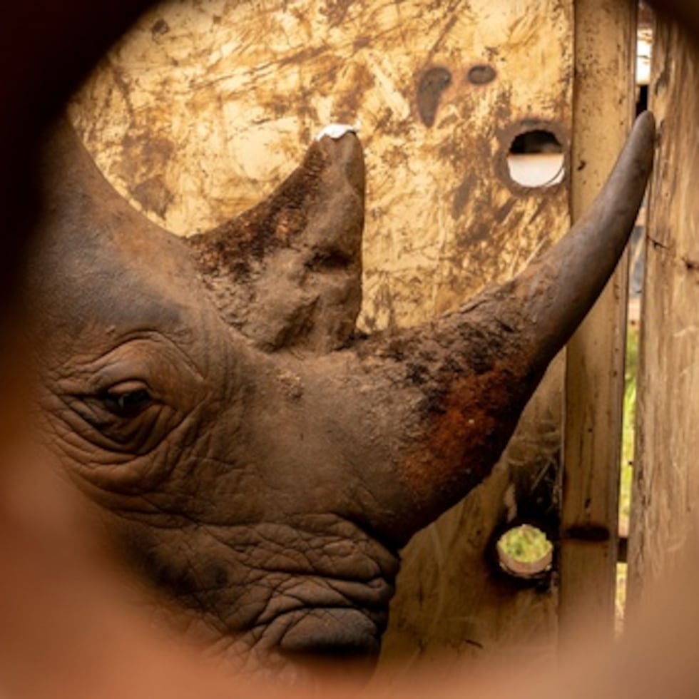 Un rinoceronte es reubicado en la zona de conservación del valle de Kidepo, en el noreste de Uganda, el jueves 19 de marzo de 2026. (AP Photo/Moses Dipak)