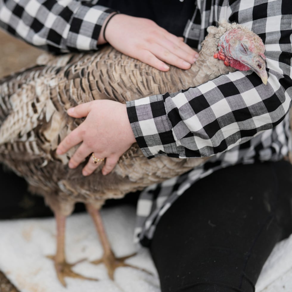 Jordan Gullotta acaricia un pavo durante una sesión de terapia de mimos en The Gentle Barn.