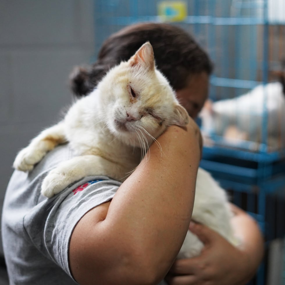 El Programa de Educación Humanitaria del Colegio de Médicos Veterinarios de Puerto Rico ofrece charlas sobre adopción de mascotas y la prevención de maltrato, entre otros temas, en escuelas públicas y privadas que así lo soliciten.