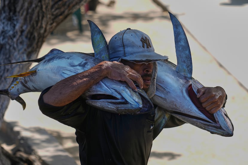 Un pescador lleva atún fresco para venderlo en la playa de Macuto, Venezuela, el miércoles 17 de diciembre de 2025. (AP Foto/Ariana Cubillos)