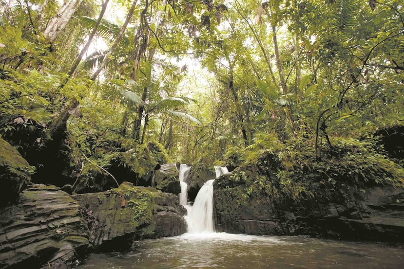 En la foto una cascada de El Yunque. (GFRMedia)