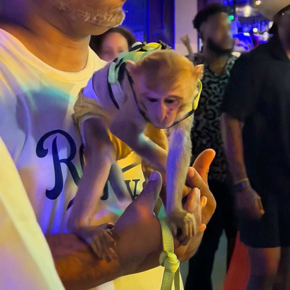 Tourists and locals take photos with a monkey in the Placita de Santurce area; the monkey is an exotic species that is illegal in Puerto Rico.