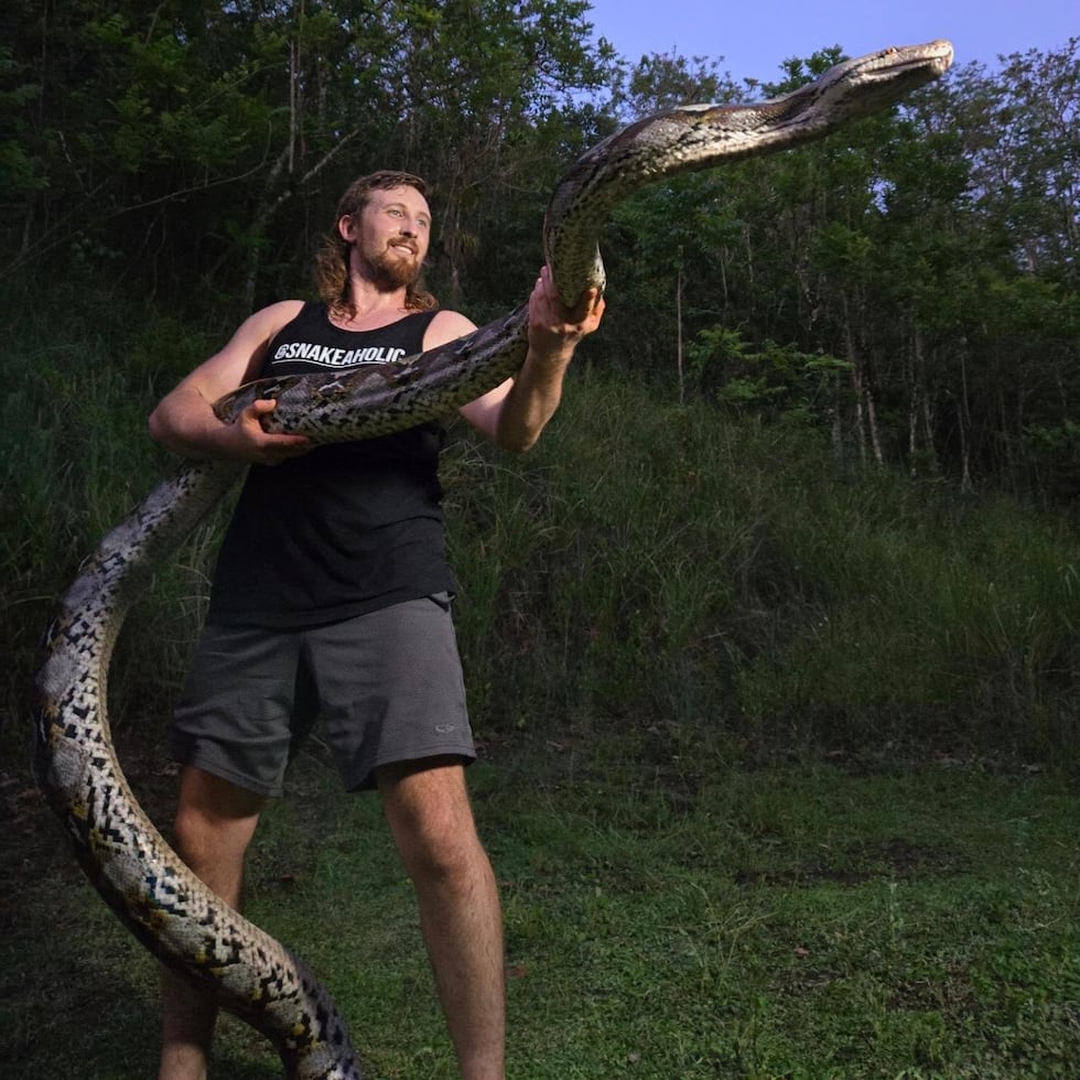La serpiente fue capturada en el sector Mango Bajito del Barrio Nuevo en Naranjito.