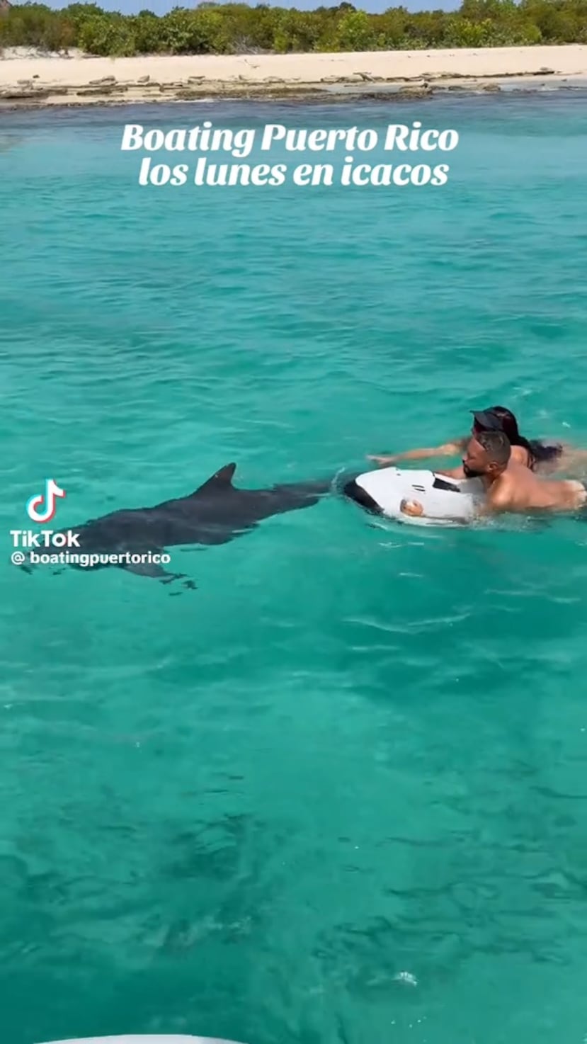 Turistas en Seabobs persiguiendo y tocando a un delfín. Capturado de la página de TikTok de Boating PR.