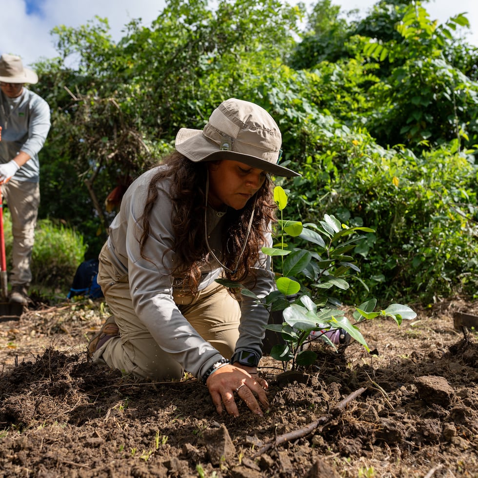 Para la Naturaleza promueve la siembra de árboles y arbustos nativos, endémicos y frutales porque se han adaptado a las condiciones ambientales y físicas de las distintas regiones de Puerto Rico.