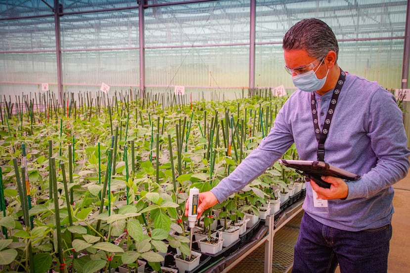 Emmanuel Feliciano, gerente de agronomía de cultivos protegidos en Bayer Crop Science, utiliza un sensor de humedad en el invernadero inteligente de Bayer en Juana Díaz.
