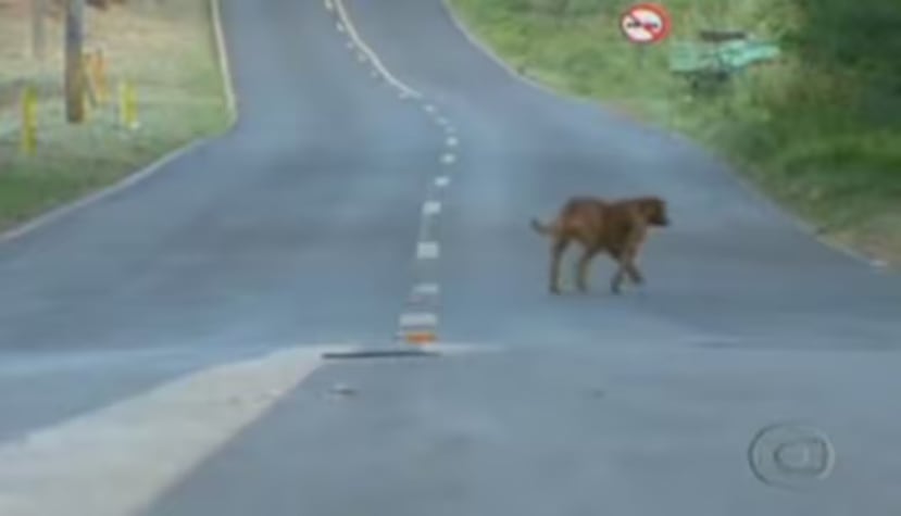Laira, una perrita de Brasil que, cada noche, recorre unas ocho millas de caminos oscuros y zonas peligrosas para conseguir comida.