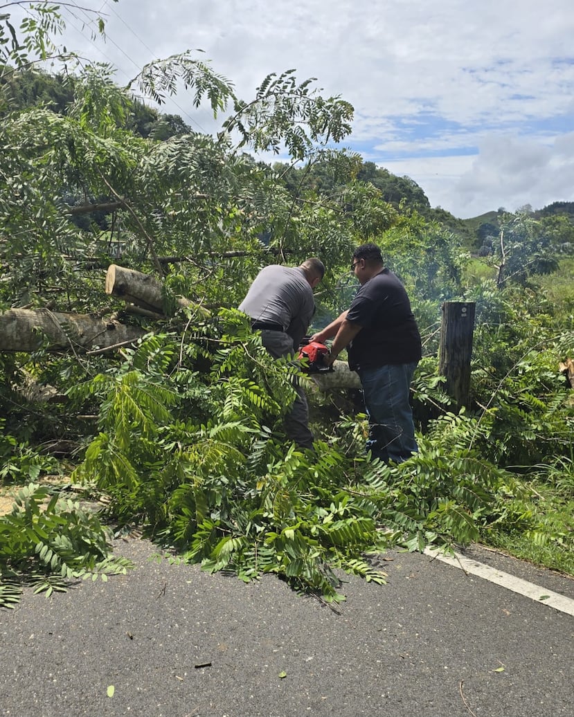 Un árbol cayó en la carretera 641, kilómetro 2.1, del barrio Pajonal, en Florida.