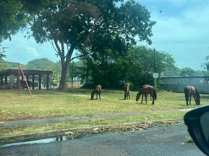 Varios caballos localizados en el vecindario Monte Carlo, en Vega Baja.