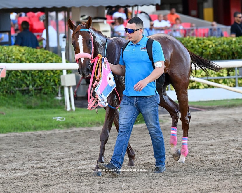 El horse groomer, groom o mozo de cuadra es el trabajador encargado del cuidado y bienestar de los caballos antes, durante y después del entrenamiento o la competencia.