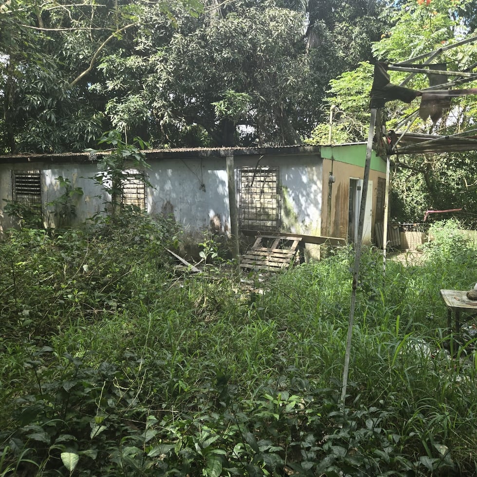 Los sobre 40 perros fueron encontrados sin agua, sin comida y amarrados en una residencia.