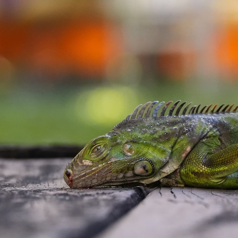 Aunque los animales quedan tendidos e inmóviles en el suelo, luego recuperan su movimiento y continúan con vida.