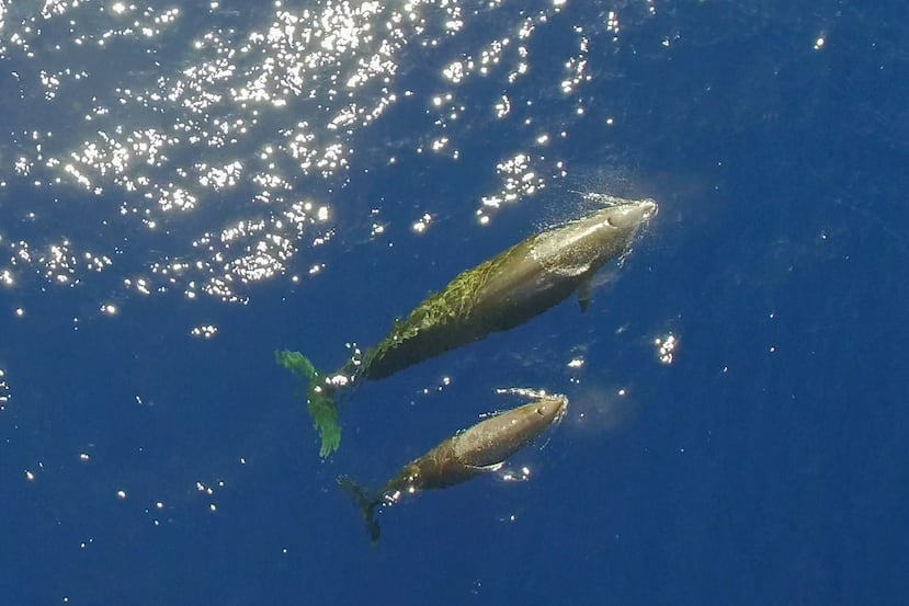 El zifio de Cuvier es poco conocido y difícil de observar, pero gracias a un dron se captó a una madre con su cría nadando cerca de otras tres ballenas, cerca de Baja California en México. (EFE / Carolina A.Castro / Sea Shepherd)