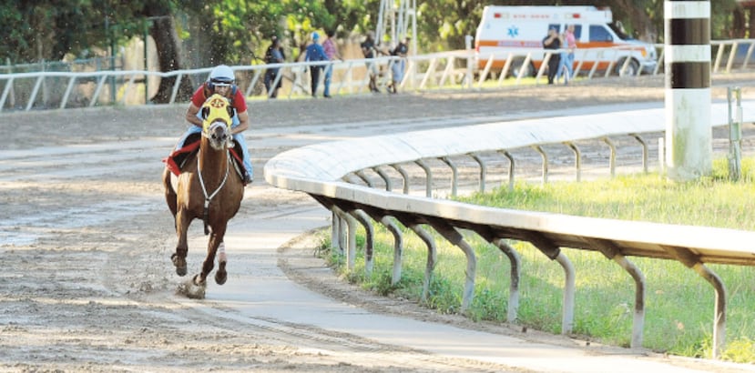 Tiger Of Wales, montado por Erik Ramírez, se desplaza sobre la pista del hipódromo Camarero en su briseo de ayer como preparación para la Copa De Importados de este domingo. (Archivo)