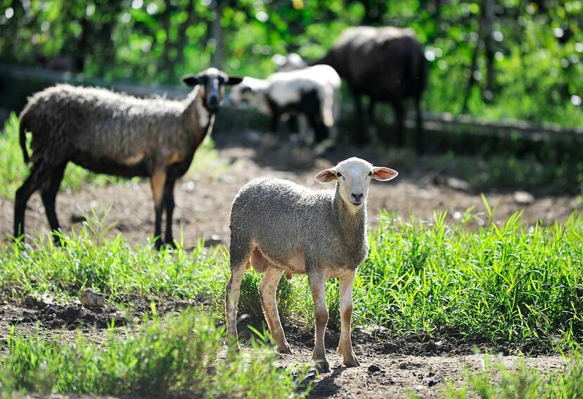 Las nueve ovejas están valoradas en $750.(GFR Media)