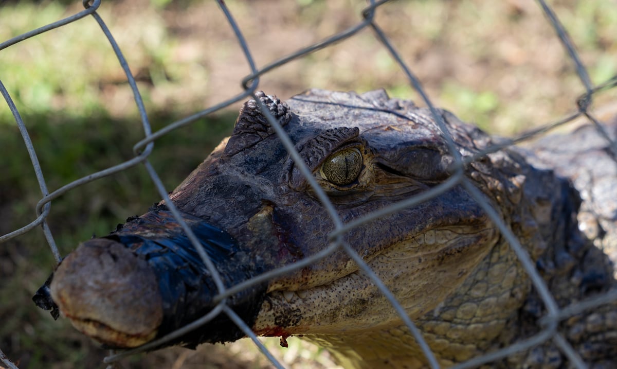 Madre denuncia que un caimán mordió a su hija en el Manantial de Tortuguero en Vega Baja