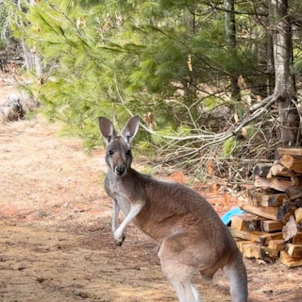 El canguro Chesney tiene 16 meses de nacido