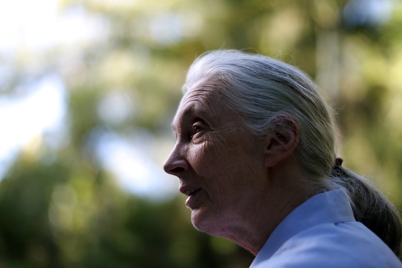 Jane Goodall durante su visita en Puerto Rico en el Jardín Botánico el 3 de noviembre de 2009.