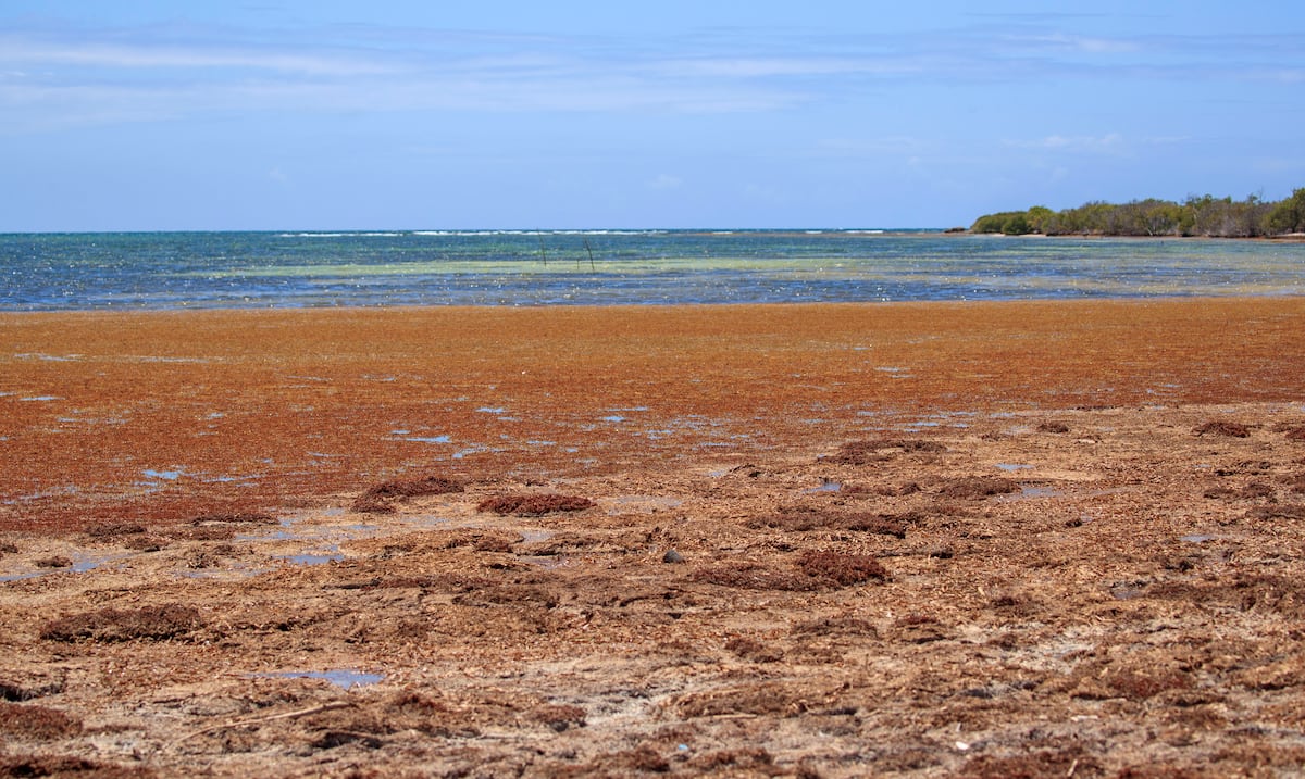 Recursos Naturales activa protocolo ante evento significativo de sargazo en Cabo Rojo