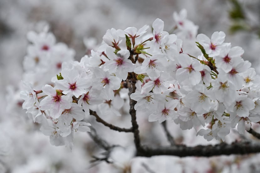 El 31 de marzo de 2025, se observan flores de cerezo sobre el río Kanda en un barrio del centro de Tokio. (Foto de Richard A. Brooks / AFP)