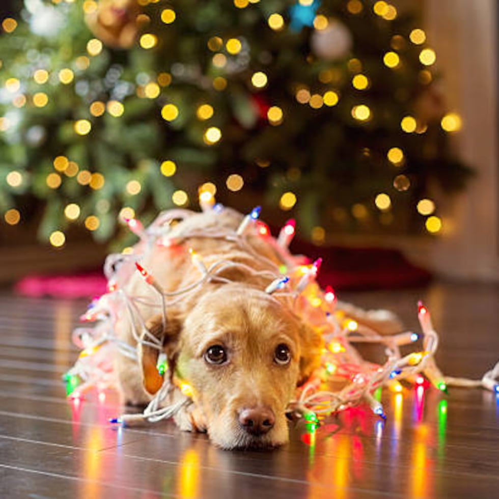 Ante el duelo de la pérdida de una mascota, mereces acompañamiento profesional y aprender herramientas emocionales para manejar este proceso.