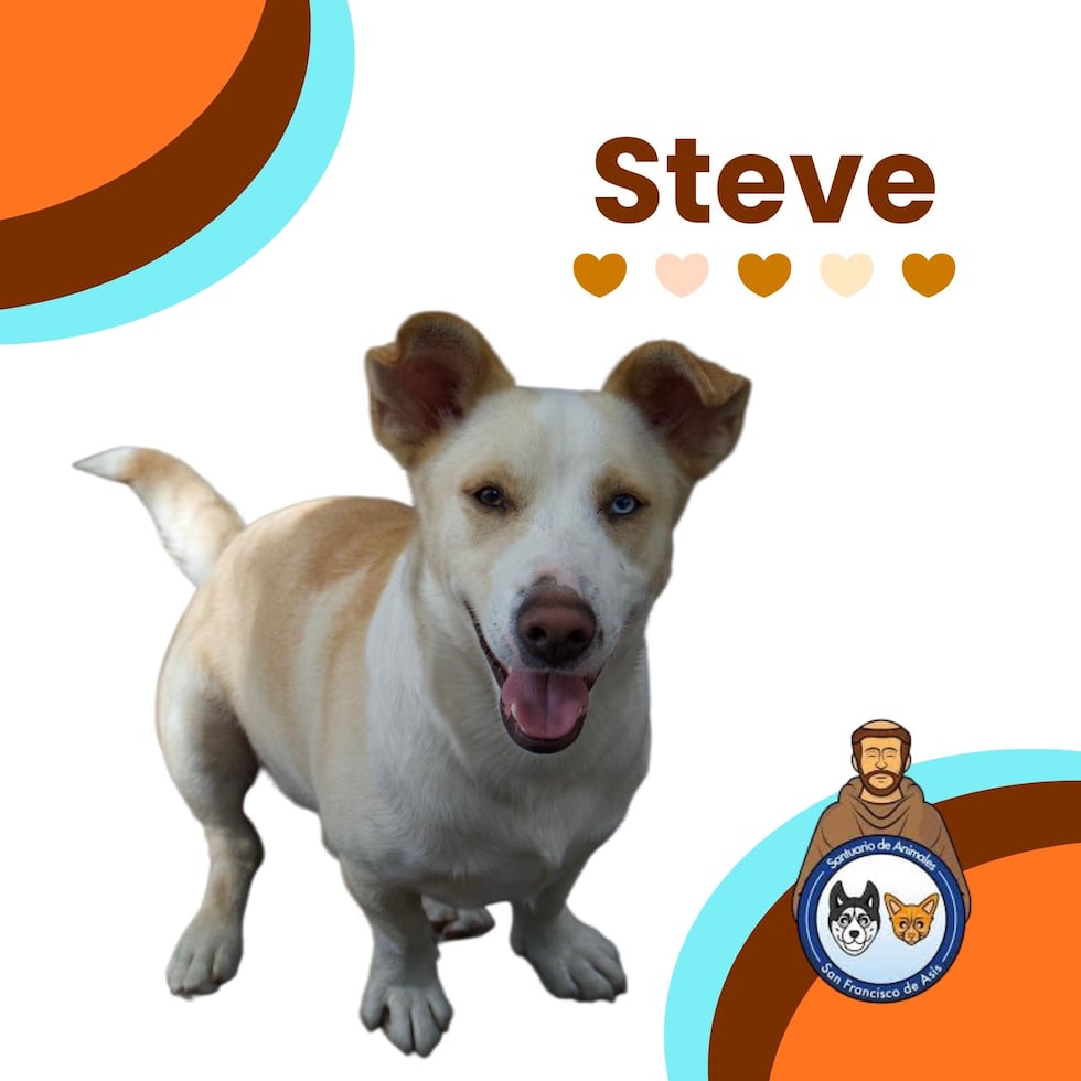 Steve