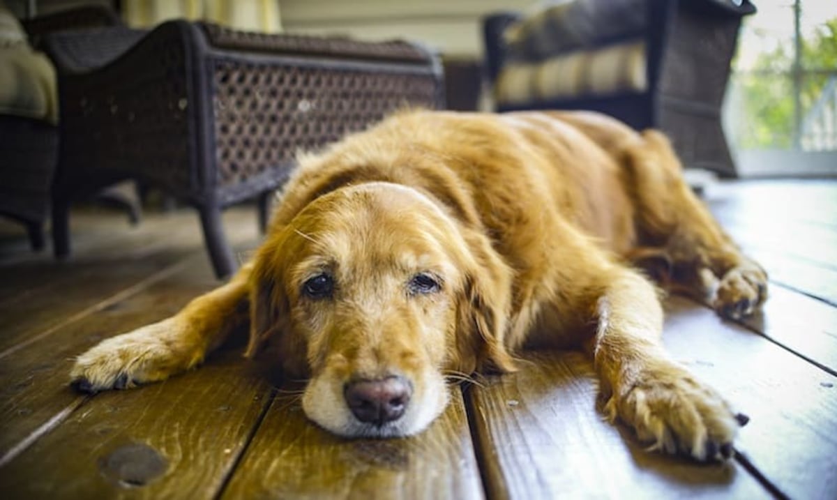 Ce que les sources ne disent pas : les coûts cachés de la vieillesse canine Ce que les sources ne disent pas : les coûts cachés de la vieillesse canine