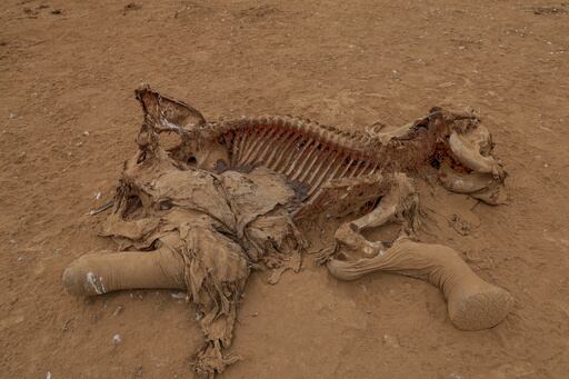 Imagen de la cobertura de: Agricultores de Kenia cuestionan informe sobre muerte de 16 elefantes en Amboseli