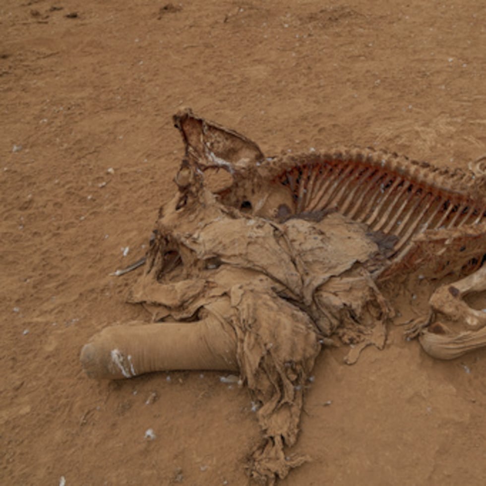 Las muertes de elefantes y las controversias sobre su causa han agravado la preocupación por el creciente conflicto entre las personas y la fauna silvestre en la región.