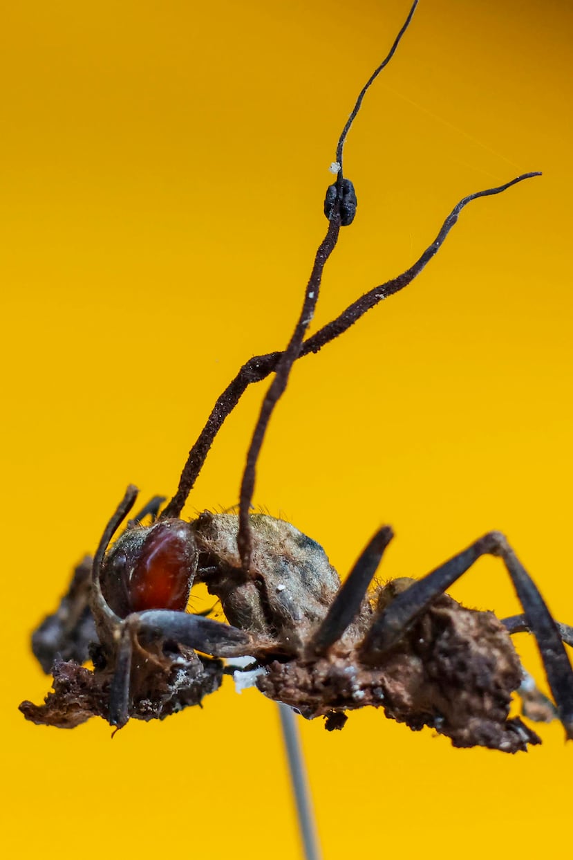 MEX368. GUADALAJARA (MÉXICO), 14/08/2026.- Fotografía que muestra una hormiga infectada por el "Hongo Zombi" (Ophiocordyceps unilateralis) este jueves, en el Centro Universitario de Ciencias Biológicas y Agropecuarias (CUCBA) de la Universidad de Guadalajara en Jalisco (México). Investigadores descubrieron por primera vez en México seis tipos de "hongos zombis" capaces de infectar hormigas y manipular su comportamiento hasta provocarles la muerte, uno de ellos bautizado en honor al cineasta mexicano Guillermo del Toro y su fascinación por las criaturas monstruosas. EFE/ Francisco Guasco
