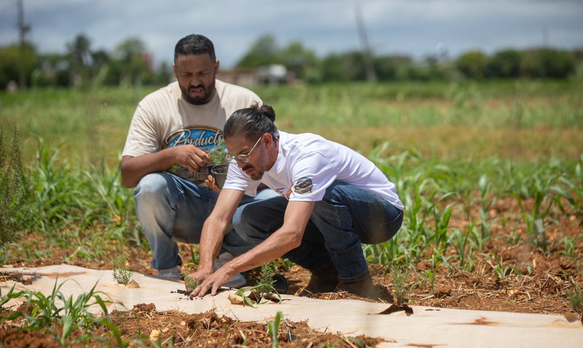 Agroempresario aspira a crear industria de especias en Puerto Rico con aumento de 500% en producción