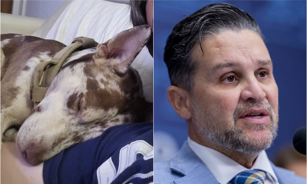 Secretario del DRNA cuenta que fue mordido por Pistacho, un perro rescatado que ahora será sacrificado