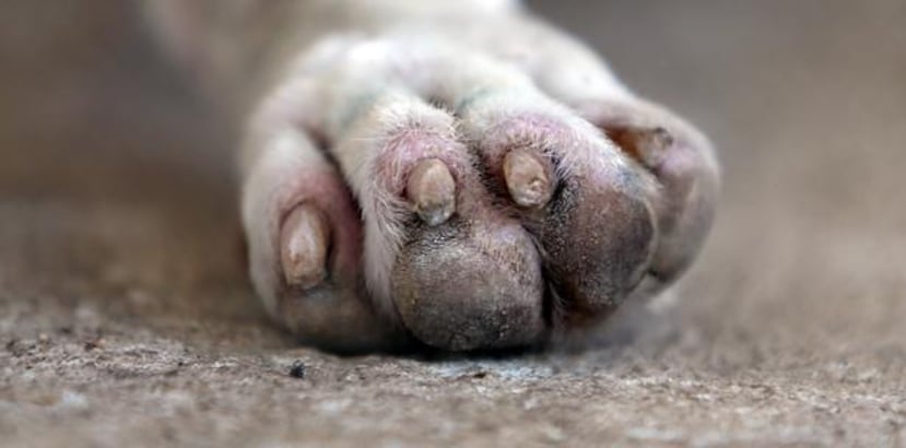 El perro también fue atropellado. (Archivo)