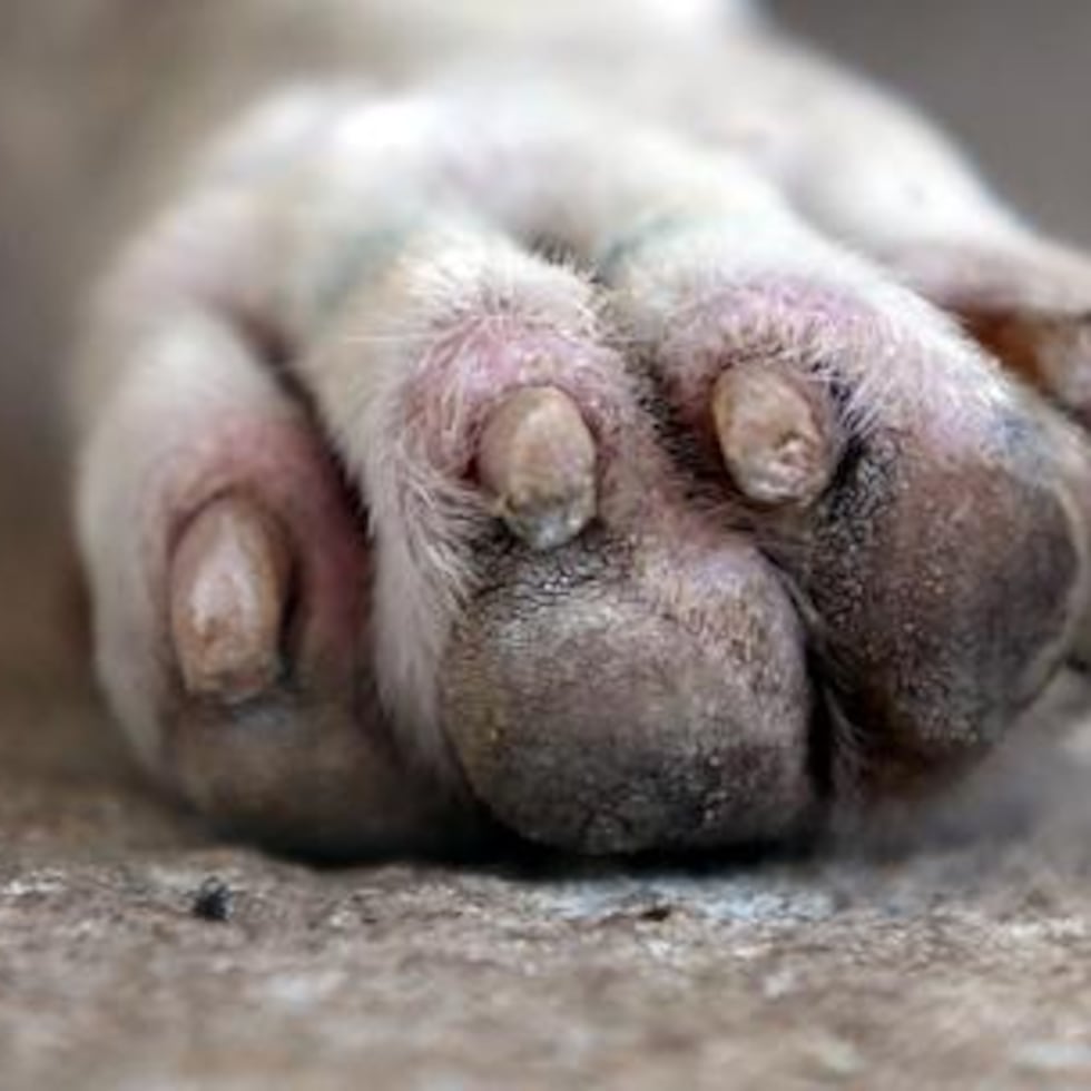 Un conductor que atropelló un perro esta madrugada, en Barrio Obrero, se dio a la fuga luego del impacto.