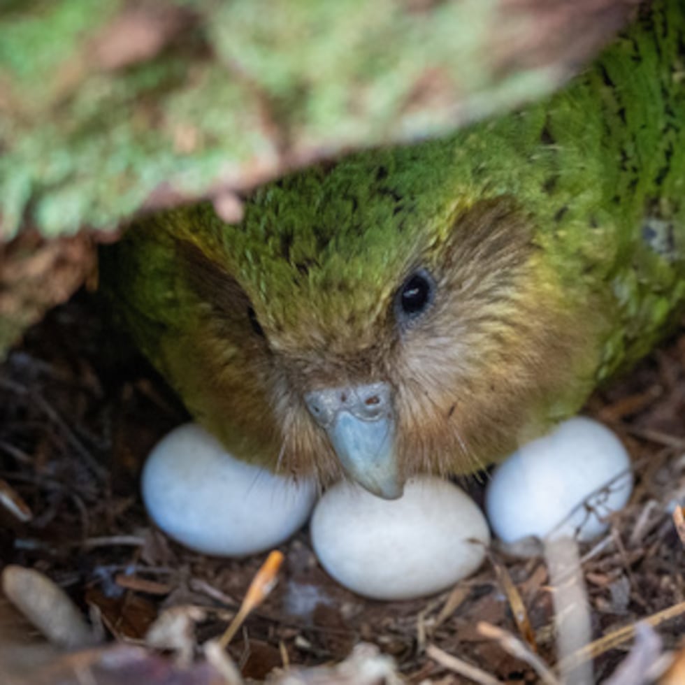 El loro kakapo Kohengi.