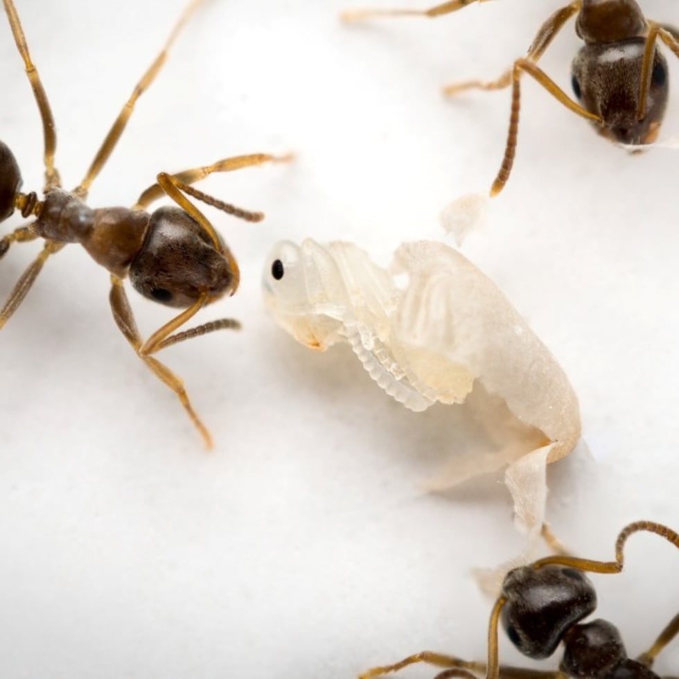 Un estudio ha descrito cómo las hormigas que se sienten enfermas liberan un olor específico para advertir al resto de la colonia del riesgo.
