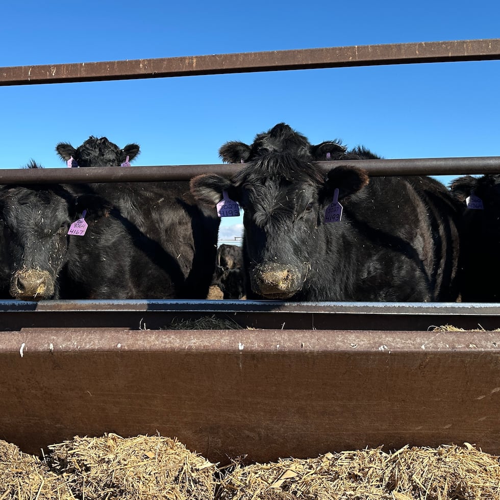 Los precios de la carne de ganado vacuno han alcanzado máximos históricos debido a una fuerte caída del número de cabezas de ganado en Estados Unidos.