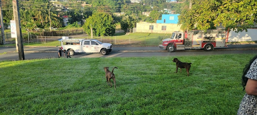 Rescate perrita Fajardo