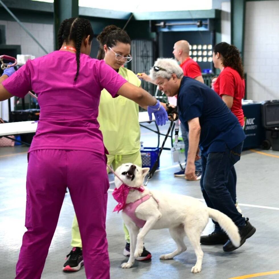 La feria se celebró en la cancha bajo techo del barrio Campanilla, en Toa Baja.