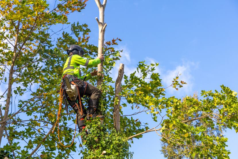 Un profesional podando un árbol.