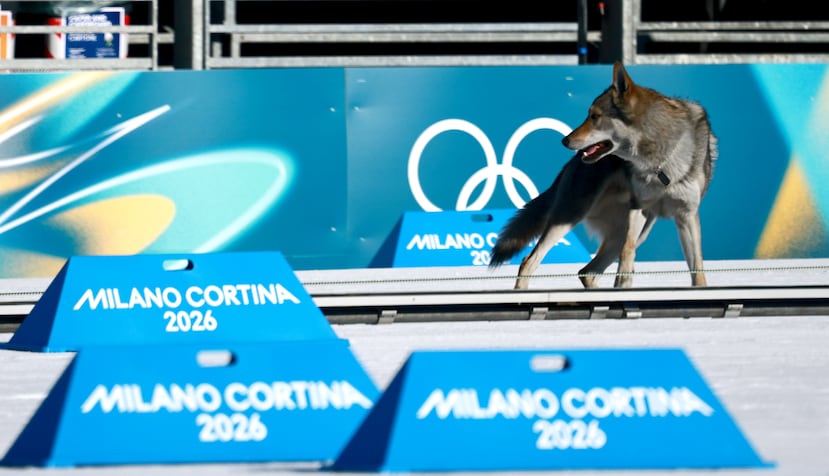 El perro lobo que se ha convertido este miércoles en el protagonista inesperado de la jornada en los Juegos Olímpicos de Invierno de Milán Cortina 2026, al irrumpir en la clasificación del sprint femenino libre por equipos de esquí de fondo. EFE/EPA/HANNIBAL HANSCHKE