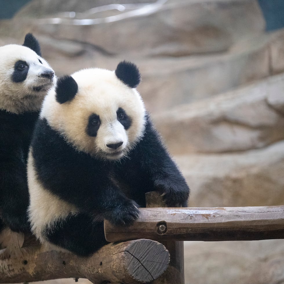 Dos pandas veteranos, que llegaron en 2012 al zoo de Beauval, en el centro de Francia, salen este martes de vuelta a China.