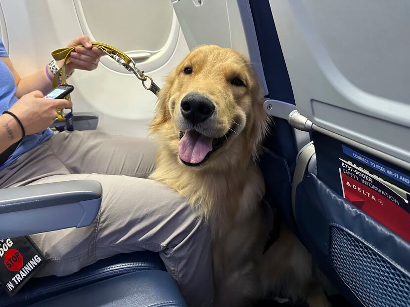 Un cachorro se sienta en un avión durante un ejercicio de entrenamiento en el aeropuerto metropolitano de Detroit.