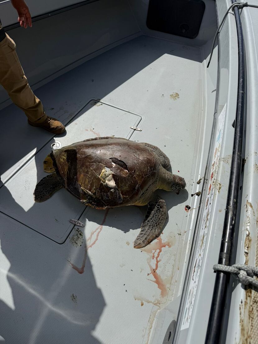 Los biólogos del DRNA harán la necropsia para conocer la causa de muerte de la tortuga carey encontrada en la bahía de San Juan.