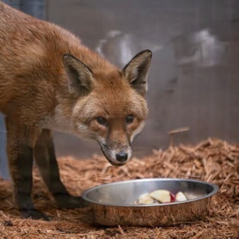El zoológico informó que el zorro macho de 11 libras parece sano tras los primeros exámenes.