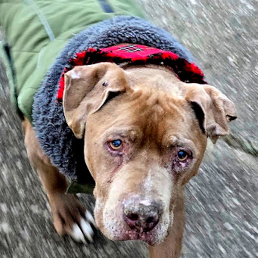 Vinnie -o Biggby, como le llamaba Hergenreder- fue eutanasiado en julio por problemas de salud propios de la vejez.