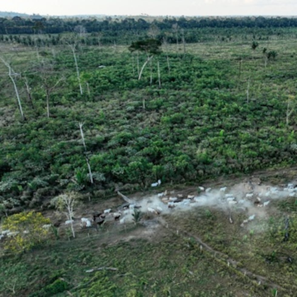 Ganado en área deforestada ilegalmente en Rondonia, Brasil.