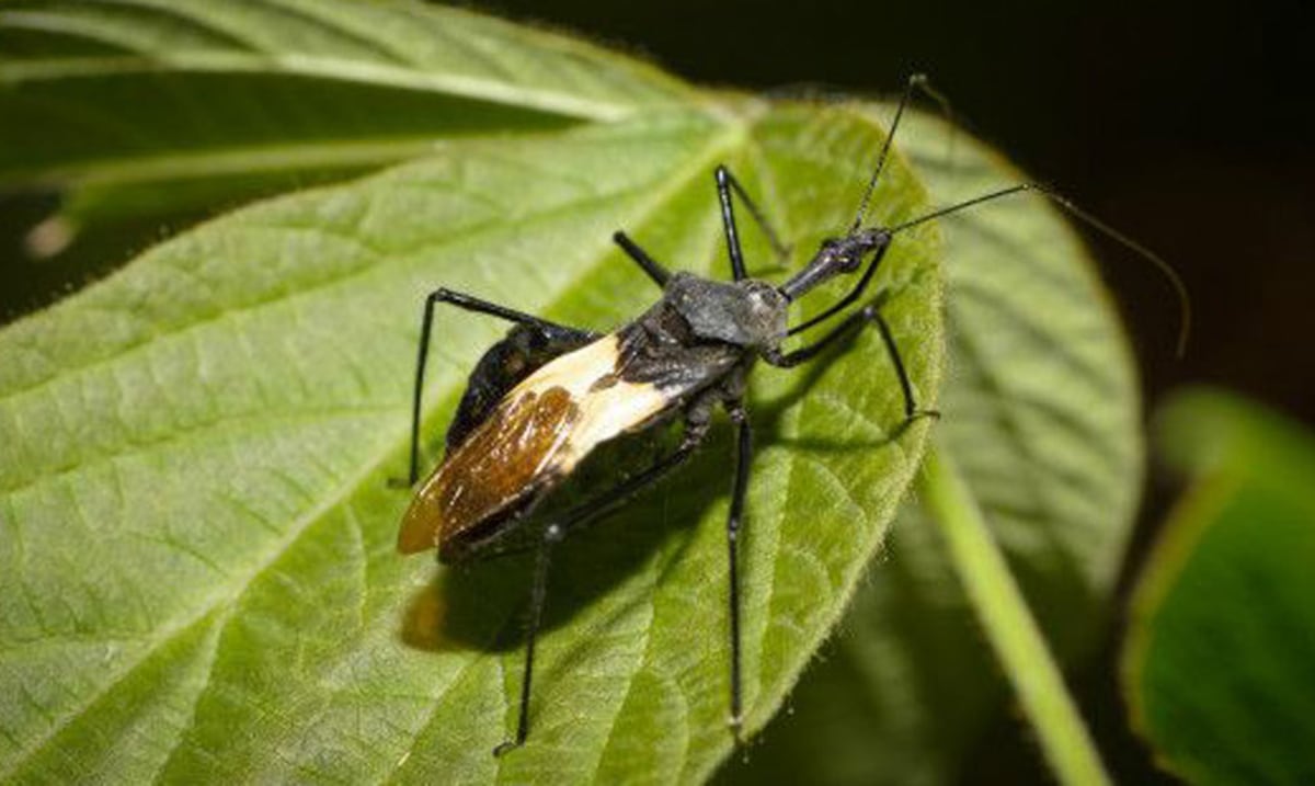 Las comadronas y el reto de detectar el Chagas en el embarazo