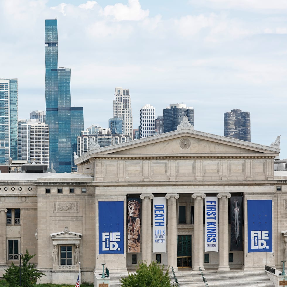 El Pohlsepia mazonensis recibe su nombre por su descubridor, James Pohl, y forma parte de la colección del Field Museum de Chicago.