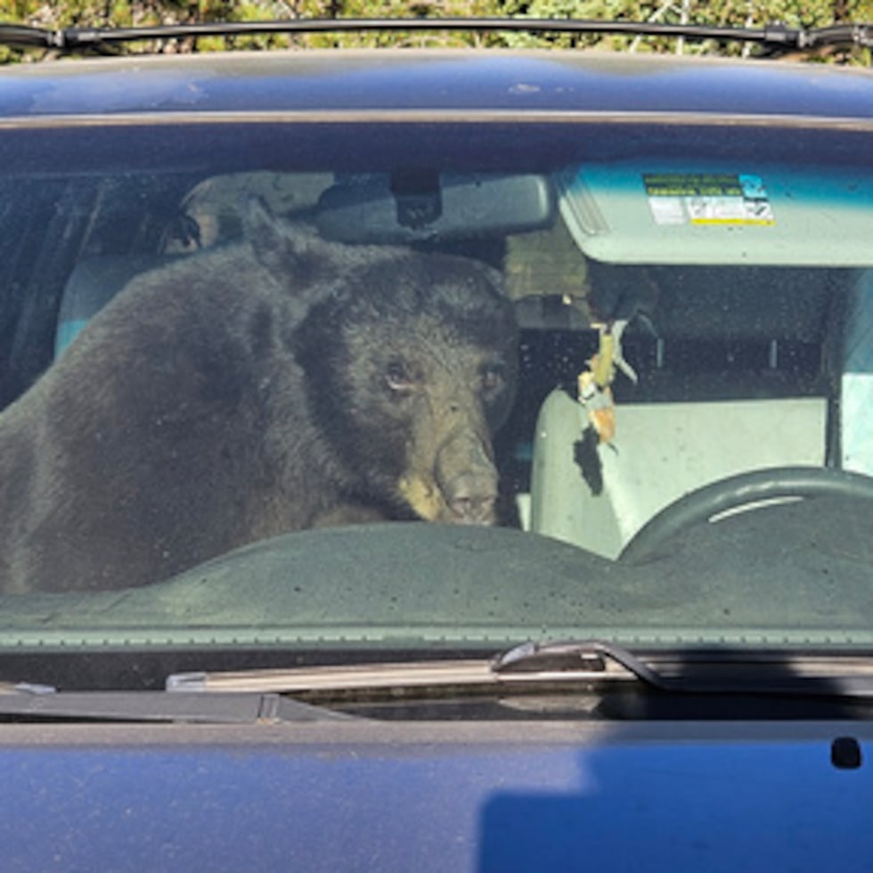 Un oso permanece sentado en un auto tras quedarse atrapado en su interior.
